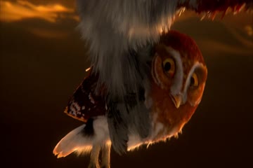 Legend of the Guardians The Owls of Ga hoole 2010 Dub in Hindi thumb